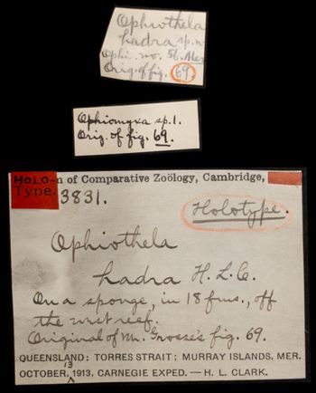 Media type: image;   Invertebrate Zoology OPH-3831 Aspect: labels